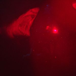 Bilder 47 Meters Down