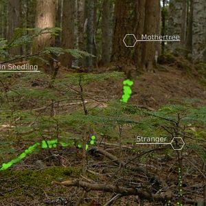 Bilder Intelligente Bäume