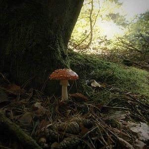 Bilder Intelligente Bäume