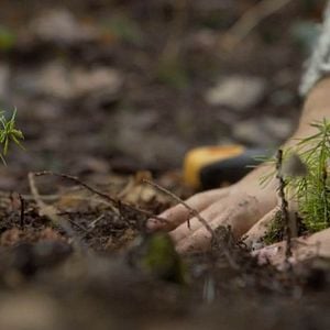 Bilder Intelligente Bäume