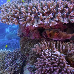 Bilder Chasing Coral
