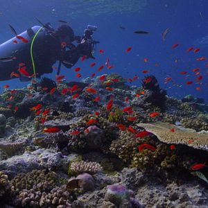Bilder Chasing Coral