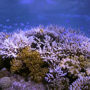 Bilder Chasing Coral