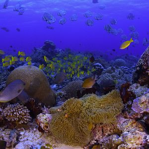 Bilder Chasing Coral