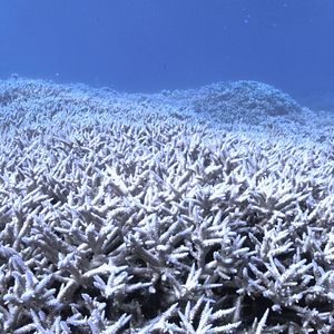 Bilder Chasing Coral