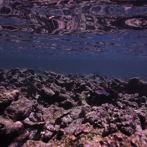 Bilder Chasing Coral