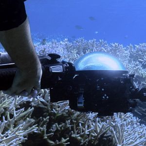 Bilder Chasing Coral
