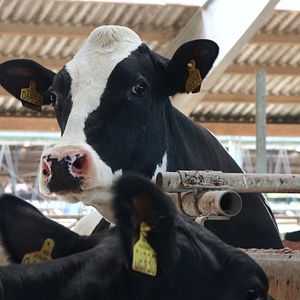 Bilder Das System Milch