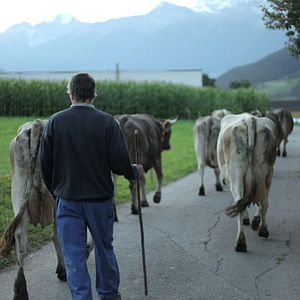 Bilder Das System Milch