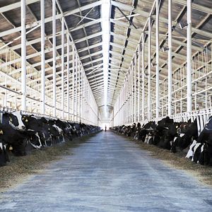 Bilder Das System Milch