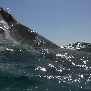 Bilder Open Water: Cage Dive