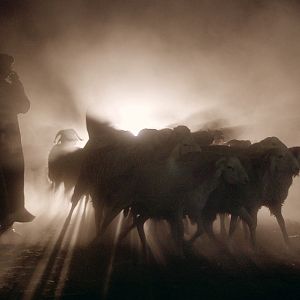 Bilder Von Schafen und Männern