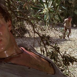 Bilder Im Visier des Falken