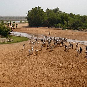 Bilder The Wedding Ring