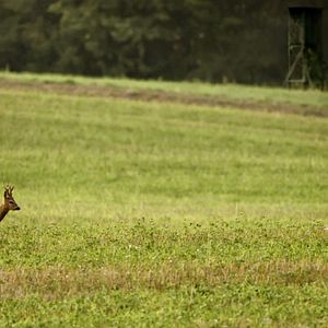 Bilder Auf der Jagd - Wem gehört die Natur?