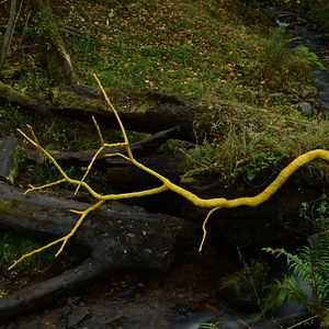 Bilder Leaning Into The Wind - Andy Goldsworthy