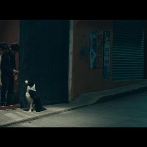 Bilder Cometa: Él, su perro y su Mundo