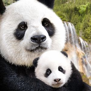 Bilder Born In China