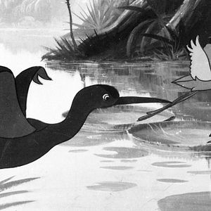 Bilder Sinfonia Amazônica