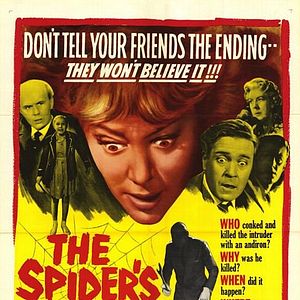 Bilder Das Spinngewebe