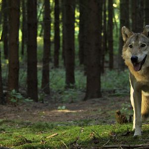 Bilder Auf der Jagd - Wem gehört die Natur?