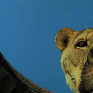 Bilder Roar - Die Löwen sind los