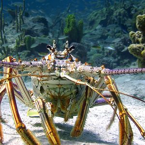 Bilder Wonders Of The Sea