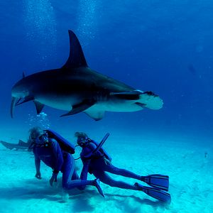 Bilder Wonders Of The Sea