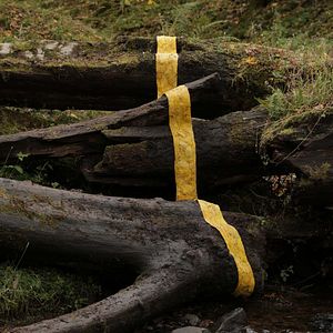 Bilder Leaning Into The Wind - Andy Goldsworthy