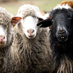 Bilder Citizen Animal - A Small Family's Quest for Animal Rights