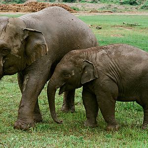 Bilder Love & Bananas