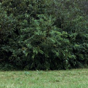 Bilder Aus einem Jahr der Nichtereignisse