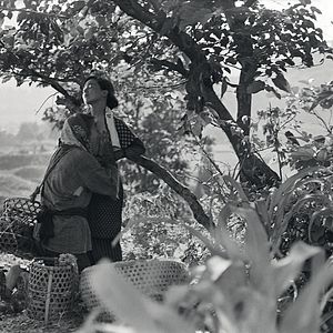 Bilder Das Insektenweib