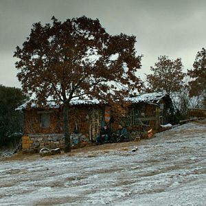 Bilder The Wild Pear Tree