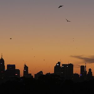 Bilder Singled (Out)