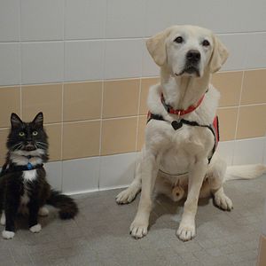 Bilder Liebe auf 4 Pfoten