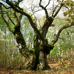 Bilder Le Temps des forêts