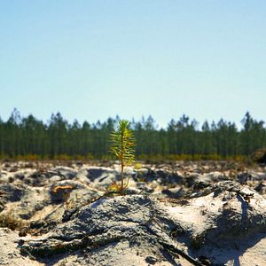 Bilder Le Temps des forêts