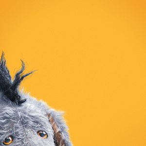 Bilder Christopher Robin