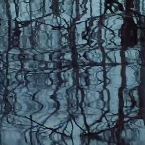 Bilder Frans Krajcberg: Manifesto