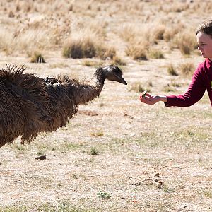 Bilder Emu Runner