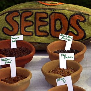 Bilder Unser Saatgut - Wir ernten, was wir säen