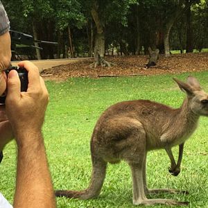 Bilder Kangaroo – A Love-Hate Story