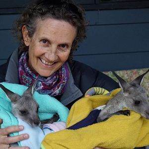 Bilder Kangaroo – A Love-Hate Story