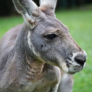 Bilder Kangaroo – A Love-Hate Story