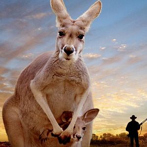 Bilder Kangaroo – A Love-Hate Story