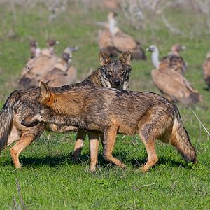 Bilder Barbacana, la huella del lobo