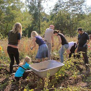 Bilder Von Bienen und Blumen