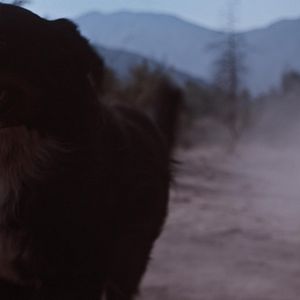 Bilder Too Late To Die Young