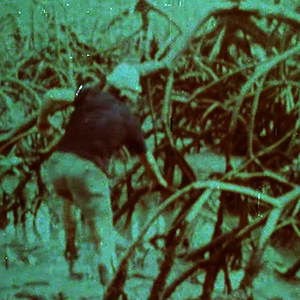 Bilder Frans Krajcberg: Manifesto